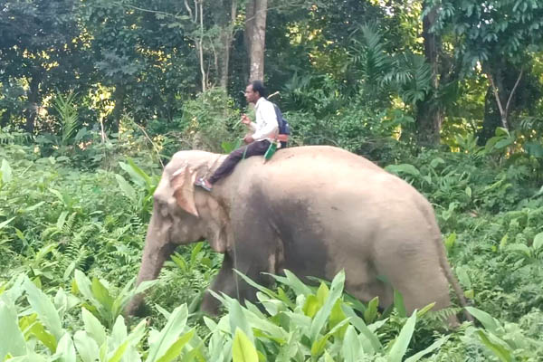 Elephant from Bangladesh damages crops in Tripura village