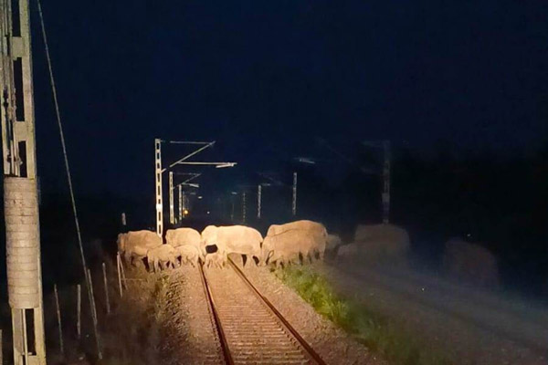 Alert drivers stop train to save herd of elephants...