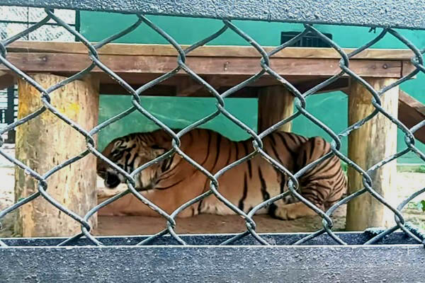 MLA’s heartwarming gesture on birthday: A tiger finds guardian