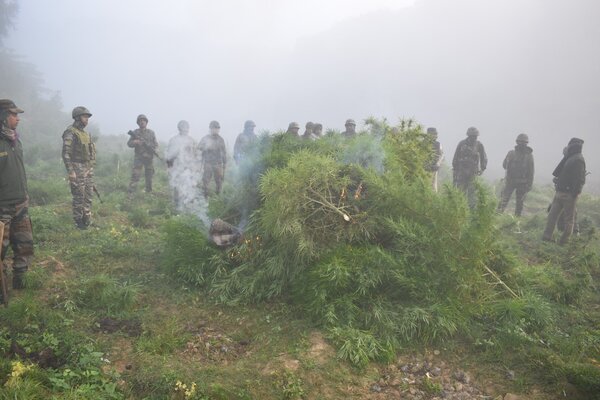 Gajna plants worth Rs. 2.9 cr destroyed by Assam Rifles in Tripura 