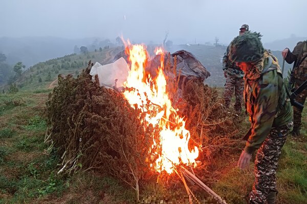 Assam Rifles cracks down on ganja trade in Tripura 