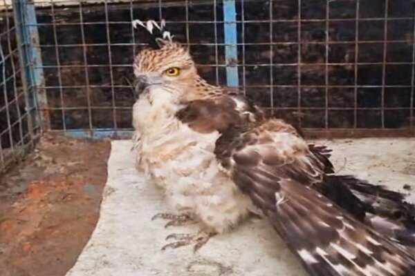 Jerdon’s Baza rescued in Tripura