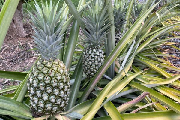 Tripura charts ambitious roadmap to put its Pineapples on the Global Map