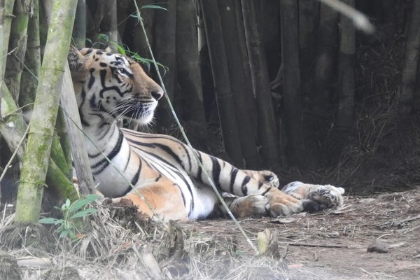 Bundles of joy: Tripura