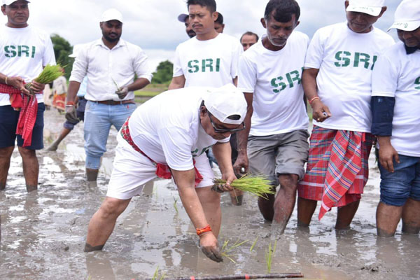 Tripura Agriculture Dept sets 25,200 ha target for hybrid rice in 2025–26