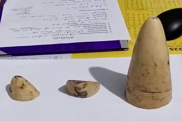 Ivory tusks seized in Tripura during drive against narcotics