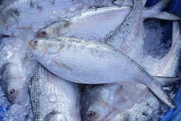 Hilsa makes a festive entry into Tripura