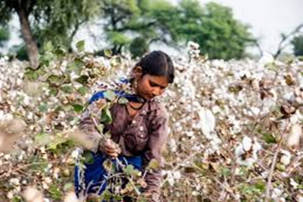 Cabinet clears ₹1,718.56 cr MSP support to Cotton ...