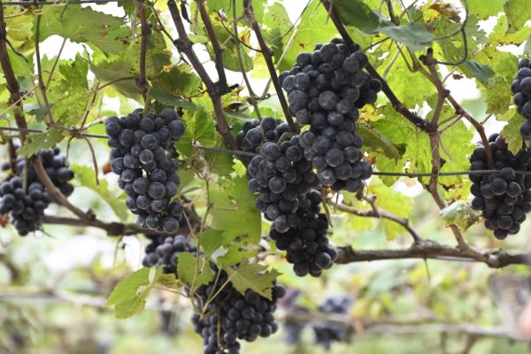 First successful sweet grape cultivation opens new...