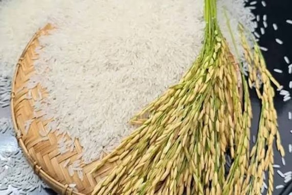 NRAA-Funded Wild Rice Conservation Project Secures...