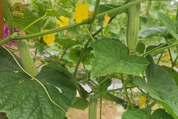 TRESP: Scientific farming brings smiles to cucumbe...