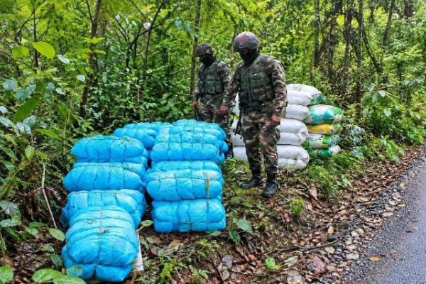 Tripura: Ganja worth Rs. 2.50 cr seize in joint op...