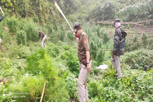 Special Operations: Tripura Police destroys ganja plants worth Rs. 5.5 cr