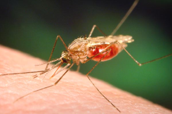 Tripura CM reviews malaria situation in presence of central health delegation