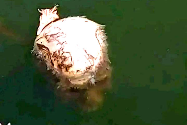 Tripura CM assures probe into recovery of human skull from Matabari Dighi