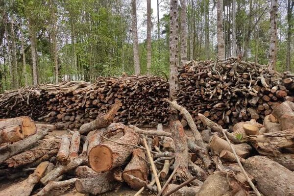 2.5 kg Agar Oil from Tripura to be exported to Dubai