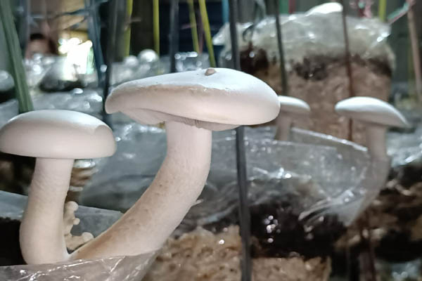 Trained by son, Tripura couple gets success in Mushroom growing