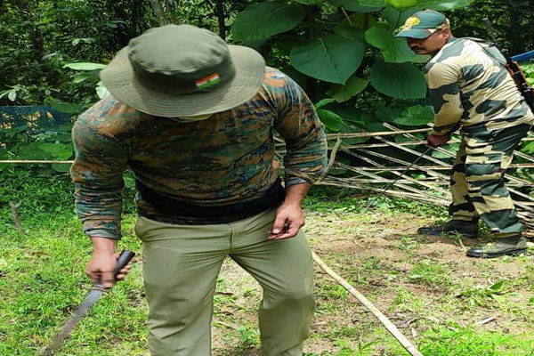 BSF destroys 11,000 ganja plants in Tripura